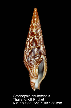 Cotonopsis phuketensis.jpg - Cotonopsis phuketensis (Kosuge,Roussy & Muangman,1998)